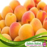 قیمت-و-خرید-نهال-زرد-آلو-هارپوش-Harposh-apricot-seedling