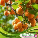 قیمت-و-خرید-نهال-زرد-آلو-هارکوت-Harkot-apricot-seedling