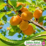 قیمت-و-خرید-نهال-زرد-آلو-هنگاریان-بست-hungarian-apricot-seedling