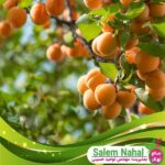 قیمت-و-خرید-نهال-زرد-آلو-ویوا-گلد-Viva-Gold-apricot-seedling