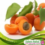 قیمت-و-خرید-نهال-زرد-آلو-ویکات-Vicat-apricot-seedling