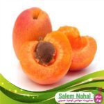 قیمت-و-خرید-نهال-زرد-آلو-کایشا-Kaisha-apricot-seedling