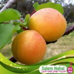 قیمت-و-خرید-نهال-زرد-آلو-کتی-Kati-apricot-seedling