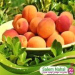 قیمت-و-خرید-نهال-زرد-آلو-گلدریج-Goldridge-apricot-seedling
