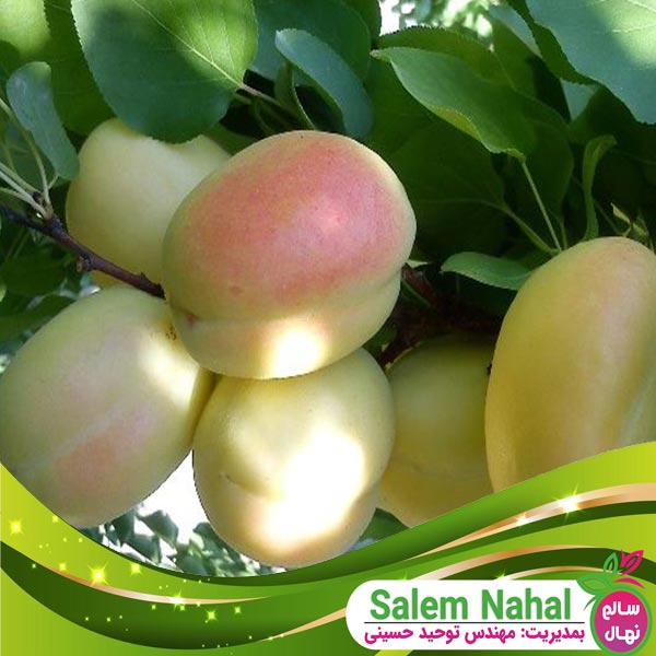 قیمت و خرید نهال زردآلو شاهرودی Shahroudi apricot seedling