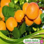 قیمت-و-خرید-نهال-زردآلو-شکر-پاره-Ripe-sugar-apricot-seedlings