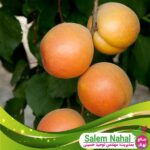 قیمت-و-خرید-نهال-زردآلو-نادری-Naderi-apricot-seedling