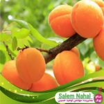قیمت-و-خرید-نهال-زردآلو-پرتقالی-Orange-apricot-seedling