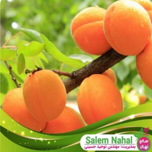 قیمت و خرید نهال زردآلو پرتقالی Orange apricot seedling