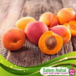 قیمت-و-خریدنهال-زرد-آلو-هاروجم-Harujam-apricot-seedling