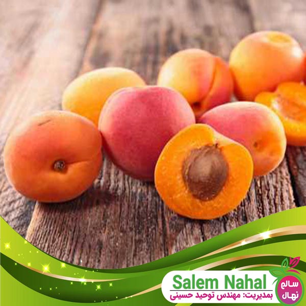 قیمت و خرید نهال زرد آلو هاروجم Harujam apricot seedling
