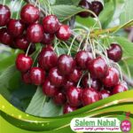 قیمت-و-خرید-نهال-آلبالو-مجاری-دیررس-Late-canal-cherry-seedlings