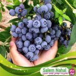 قیمت-و-خرید-نهال-بلوبری-blueberry-seedling