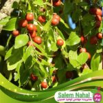 قیمت-و-خرید-نهال-عناب-بیرجند-Jujube-sapling-Birjand