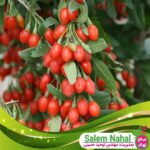 قیمت و خرید نهال گوجه بری berry goji seedling
