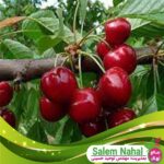 قیمت و خرید نهال آلبالو مجاری پیش رس Pre-res ducts cherry seedlings