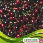 قیمت-و-خرید-نهال-آلبالو-اوبلاسینکا-Oblasinka-cherry-seedling