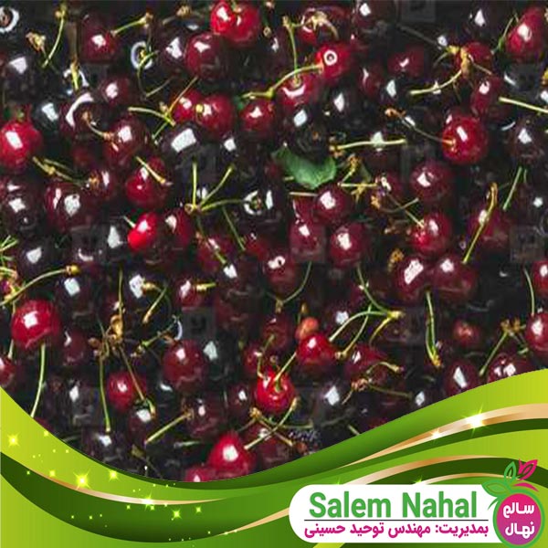 قیمت و خرید نهال آلبالو اوبلاسینکا Oblasinka cherry seedling