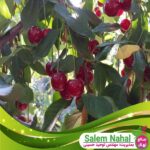 قیمت-و-خرید-نهال-آلبالو-بوترمو-Botermo-cherry-seedling