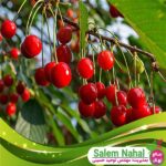 قیمت-و-خرید-نهال-آلبالو-محلی-Local-cherry-seedlings