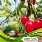 قیمت-و-خرید-نهال-آلبالو-مونت-مورنسی-Montmorency-cherry-seedlings