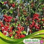 قیمت-و-خرید-نهال-آلبالو-مونت-مونسی-Mont-Muncy-cherry-seedlings