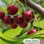 قیمت و خرید نهال آلبالو نانا Nana's cherry seedling