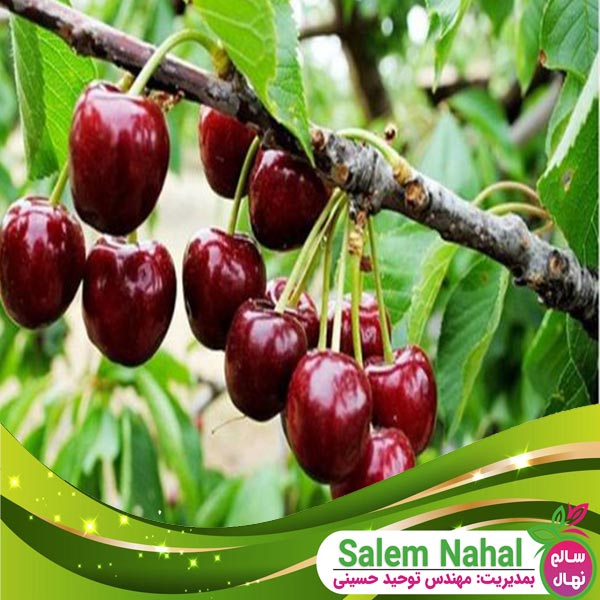 قیمت و خرید نهال آلبالو نهاوند Cherry seedlings in Nahavand