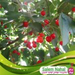 قیمت-و-خرید-نهال-آلبالو-نورد-استار-Nord-Star-cherry-seedling