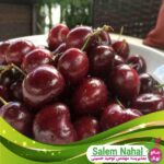 قیمت-و-خرید-نهال-آلبالو-پاندی-Pandey-cherry-seedlings