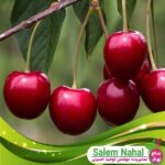 قیمت-و-خرید-نهال-آلبالو-کلریسن-Chlorisin-cherry-seedling