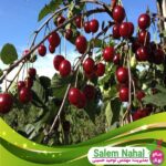 قیمت-و-خرید-نهال-آلبالو-گیسی-Geis-cherry-seedling