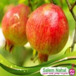 قیمت-و-خرید-نهال-انار-اسویت-Sweet-pomegranate-seedlings