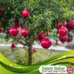 قیمت-و-خرید-نهال-انار-بالگال-Balgal-pomegranate-seedlings