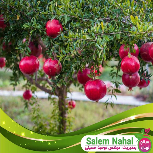قیمت و خرید نهال انار بالگال Balgal pomegranate seedlings