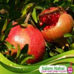 قیمت-و-خرید-نهال-انار-بدانا-Bedana-pomegranate-seedlings