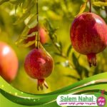 قیمت-و-خرید-نهال-انار-فرانسیس-Pomegranate-sapling-Francis