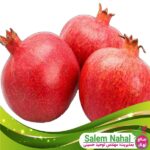 قیمت-و-خرید-نهال-انار-فنیسا-Phenisa-pomegranate-seedlings