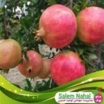 قیمت-و-خرید-نهال-انار-هوم-Hum pomegranate-seedlings