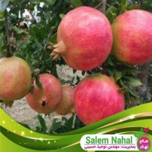قیمت و خرید نهال انار هوم Hum pomegranate seedlings