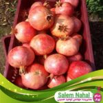 قیمت-و-خرید-نهال-انار-پایه-کوتاه-Pomegranate-seedlings-short-base