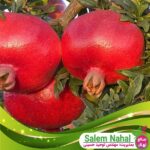 قیمت-و-خرید-نهال-انار-پُرپَر-Plump-pomegranate-seedlings
