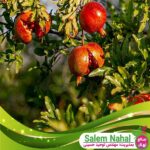 قیمت-و-خرید-نهال-انار-چیکو-Chico-Pomegranate-Seedling