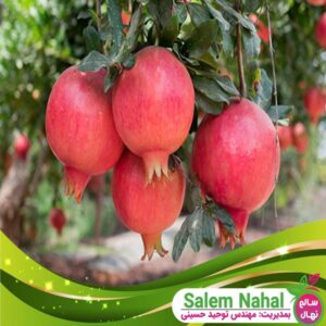 قیمت و خرید نهال انار کراپ Pomegranate crop seedlings