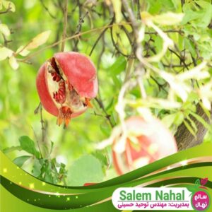قیمت و خرید نهال انار کلود Cloud pomegranate seedling