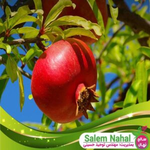 قیمت و خرید نهال انار کینگ Pomegranate king seedling