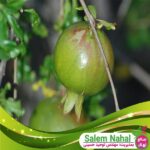 قیمت-و-خرید-نهال-انار-گرین-گلوب-Green-globe-pomegranate-seedlings
