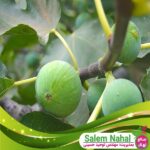 قیمت-و-خرید-نهال-انجیر-برگ-چناری-Plantain-leaf-fig-seedling