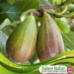 قیمت-و-خرید-نهال-انجیر-گلابی-Pear-fig-seedling