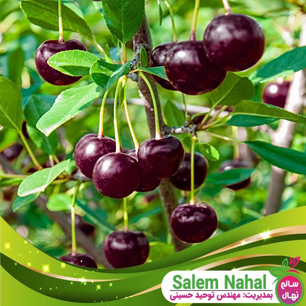 قیمت و خرید نهال آلبالو اسرائیلی Israeli cherry seedlings